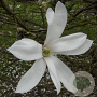 Magnolia proctoriana 14-16 HO draadkluit 250 cm stam