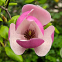 Magnolia soul. 'Lombardy Rose' 200-250 cm draadkluit meerstammig
