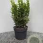 Euonymus jap. 'Green Spire' 30 cm 2,0L