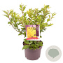 Forsythia int. Week-End 40-50 cm 3,0L