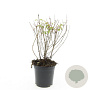 Fuchsia 'Riccartonii' GM 1.5