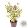 Cornus alba 'Sibirica Variegata' 50-60 cm 30L