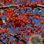 Malus 'Donald Wyman' 300-350 cm draadkluit meerstammig