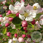 Malus Perpetu 175-200 cm draadkluit meerstammig
