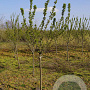 Malus 'Red Obelisk' 14-16 HA draadkluit