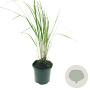 Calamagrostis acut. 'Karl Foerster' GM 1.5