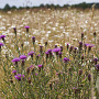 Centaurea jacea Cruydt-Hoek