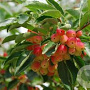 Malus toringoides 30-35 HO draadkluit 250 cm stam