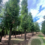 Metasequoia glyptostroboides 70-80 HO draadkluit