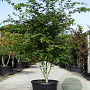 Acer palmatum 170-200 cm cont. 55L extra