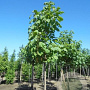 Paulownia tomentosa 35-40 HO draadkluit 250 cm stam
