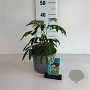 Albizia julibrissin 40-50 cm 35L