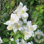 Philadelphus lewisii 125-150 cm 15L struik