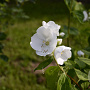 Philadelphus triflorus 150-175 cm draadkluit struik