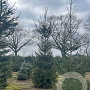 Picea abies 450-500 cm draadkluit solitair