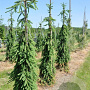 Picea a. 'Frohburg' 200-250 cm draadkluit solitair