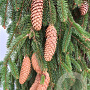 Picea a. 'Inversa' 150-175 cm draadkluit solitair