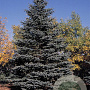 Picea pungens 150-175 cm draadkluit solitair