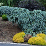 Picea pungens 'The Blues' 150-175 cm draadkluit solitair