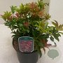 Pieris jap. 'Mountain Fire' 60-80 cm 40L struik