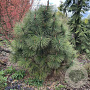 Pinus jeffreyi 350-400 cm draadkluit solitair