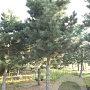 Pinus nigra nigra 40-45 HO draadkluit