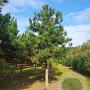 Pinus nigra nigra 45-50 HO draadkluit