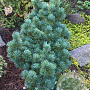 Pinus parv. 'Aoi' 175-200 cm draadkluit solitair