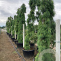 Pinus strobus 'Pendula' 200-250 cm draadkluit solitair