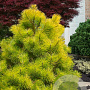 Pinus thunbergii Mollow Yellow 450-500 cm draadkluit solitair