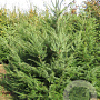 Pseudotsuga menziesii 200-250 cm draadkluit solitair