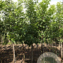 Ptelea trifoliata 8-10 HO draadkluit