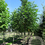Pterocarya fraxinifolia 40-45 HO draadkluit 250 cm stam