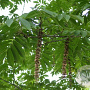 Pterocarya hupehensis 400-450 cm draadkluit struik