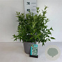 Deutzia gracilis 40-50 cm 6,5L
