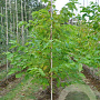 Pterostyrax hispida 200-250 cm draadkluit meerstammig