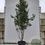 Pyrus calleryana 'Chanticleer' 300-350 cm draadkluit meerstammig