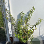 Deutzia hybrida 'Strawberry Fields' 80-100 cm 7,5L