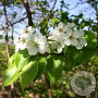 Pyrus c. 'Beech Hill' 45-50 HO draadkluit 250 cm stam