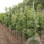 Quercus bimundorum Crimson Spire 8-10 HO draadkluit geveerd