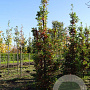 Quercus bimundorum Crimson Spire 16-18 HO draadkluit geveerd