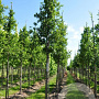 Quercus hispanica 'Wageningen' 20-25 HO draadkluit