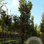 Quercus rob. 'Fastigiate Koster' 14-16 HO draadkluit geveerd