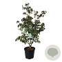Cornus k. 'China Girl' 150-175 cm cont. 55L extra