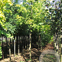 Robinia ps. 'Frisia' 18-20 HO draadkluit