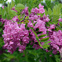 Robinia 'Purple Robe' 20-25 HO draadkluit