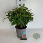 Cornus sericea 'Kelseyi' 30-40 cm 6,5L