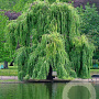 Salix babylonica 'Pendula' 12-14 HO draadkluit