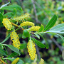 Salix fragilis 600-700 cm draadkluit meerstammig