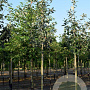 Sorbus aria 'Magnifica' 30-35 HO draadkluit 250 cm stam